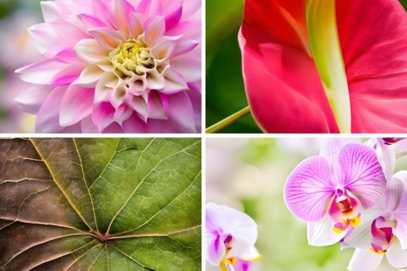 46 Organic Botanical Backgrounds: A Design Asset Deep Dive